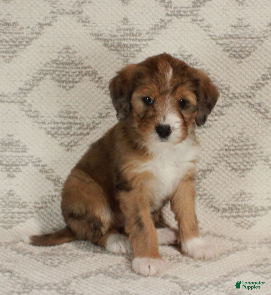 Bernedoodle dogs for sale: Chloe  - Ad 11