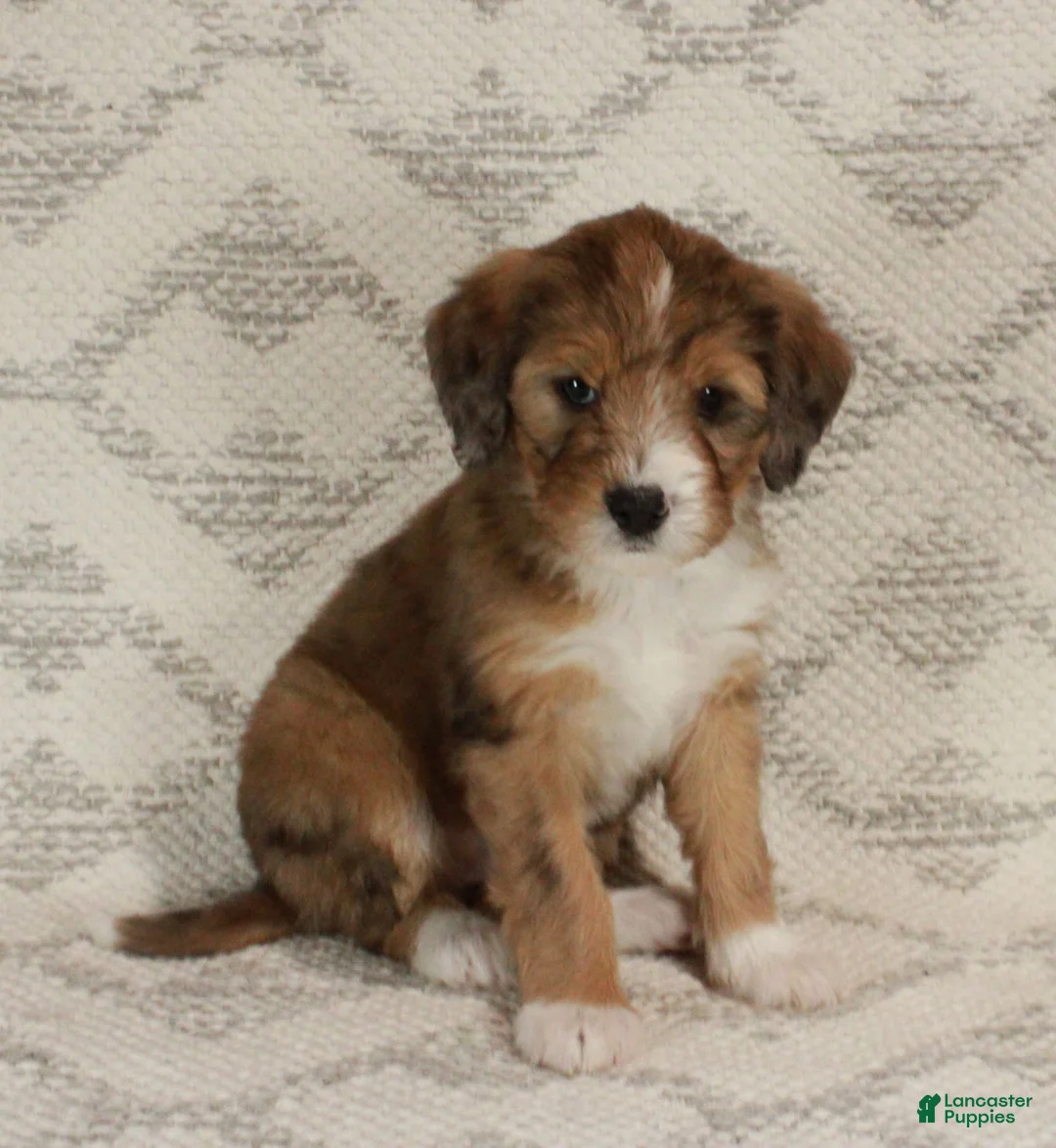 Bernedoodle dogs for sale: Chloe  - Ad 11