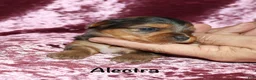 Yorkshire Terrier dogs for sale: Alectra - Ad 3