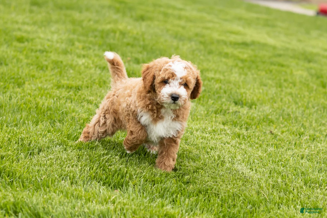 Mini Goldendoodle dogs for sale: Tucker  - Ad 1