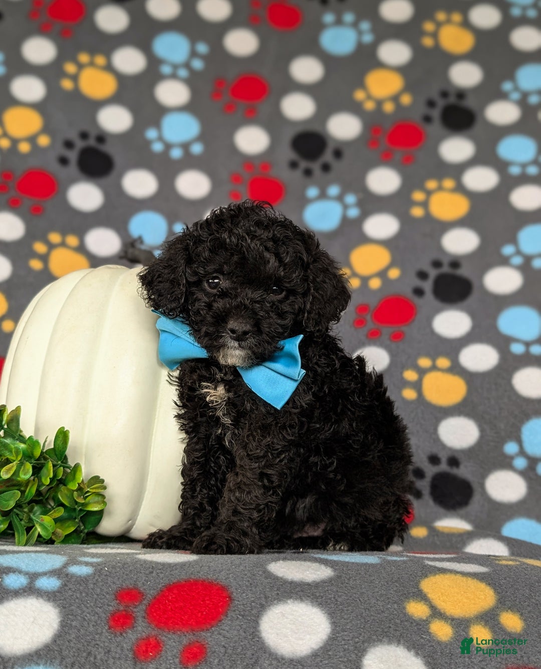 Miniature Poodle dogs for sale: Tennyson - Ad 1