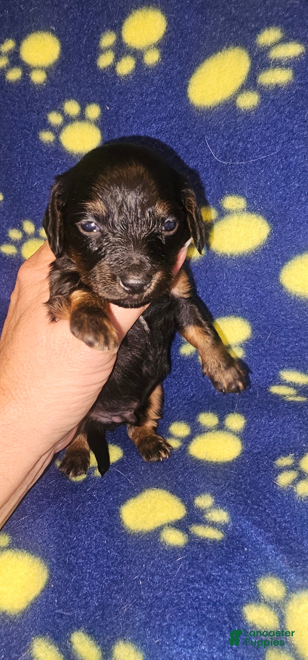Dachshund dogs for sale: Dachshund Puppy 3 - Ad 1