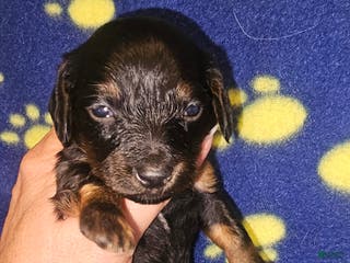 Dachshund dogs Dachshund Puppy 3 - Ad 30