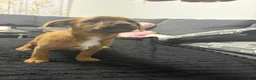 Mixed Breed dogs for sale: Mila - Ad 4