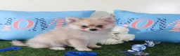 Pomeranian dogs for sale: Drakar Gorgeous Little ACA Pomeranian Puppy - Ad 2