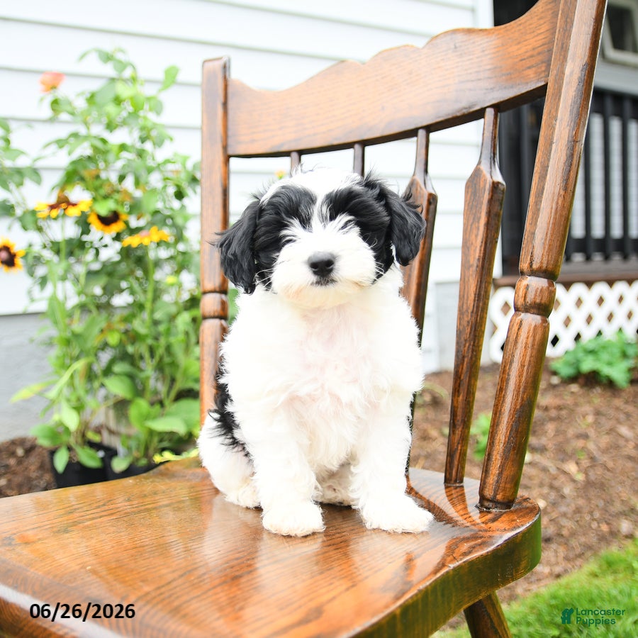 Yorkiepoo dogs Bowe  - Ad 1