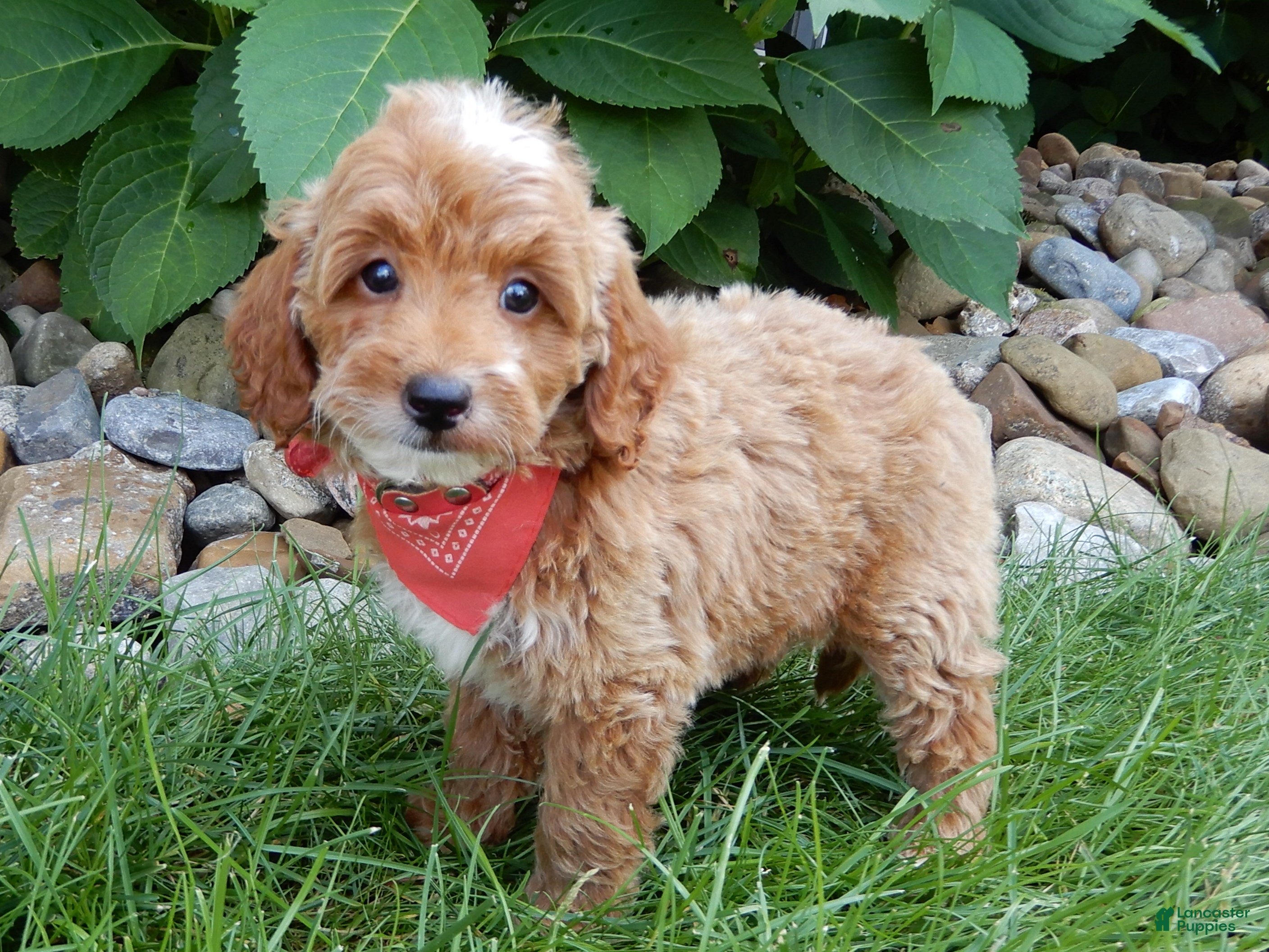 Mini Goldendoodle dogs Tommy - Ad 2