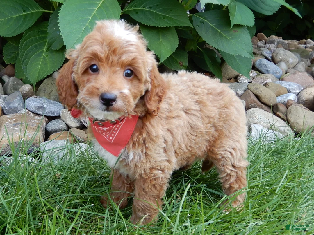 Mini Goldendoodle dogs for sale: Tommy - Ad 2
