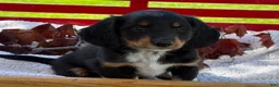 Miniature Dachshund dogs for sale: Baxter - Ad 3