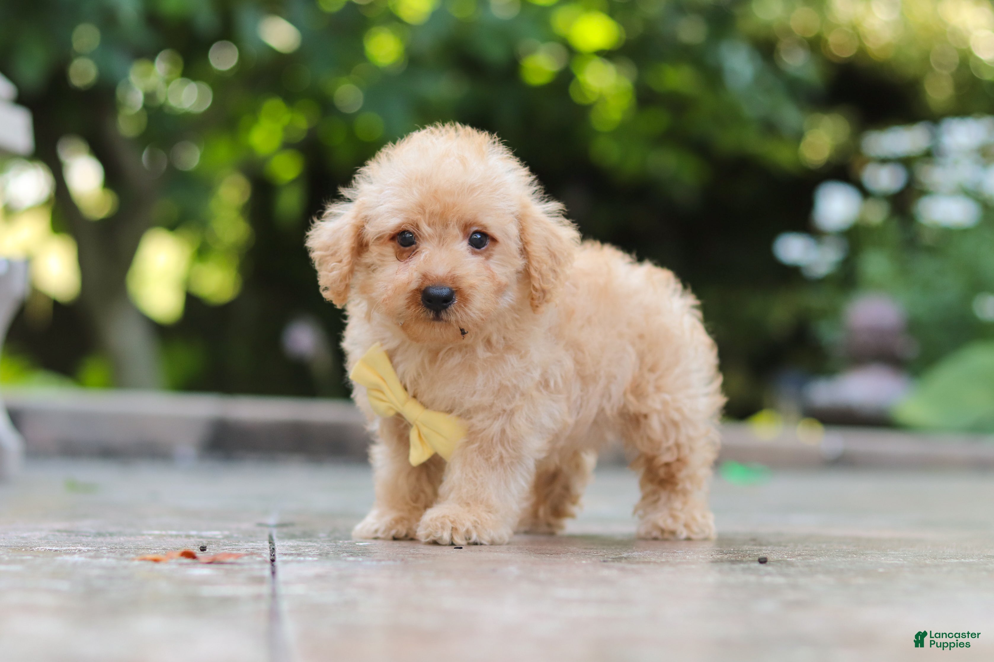 Schnoodle dogs Scout - Ad 2
