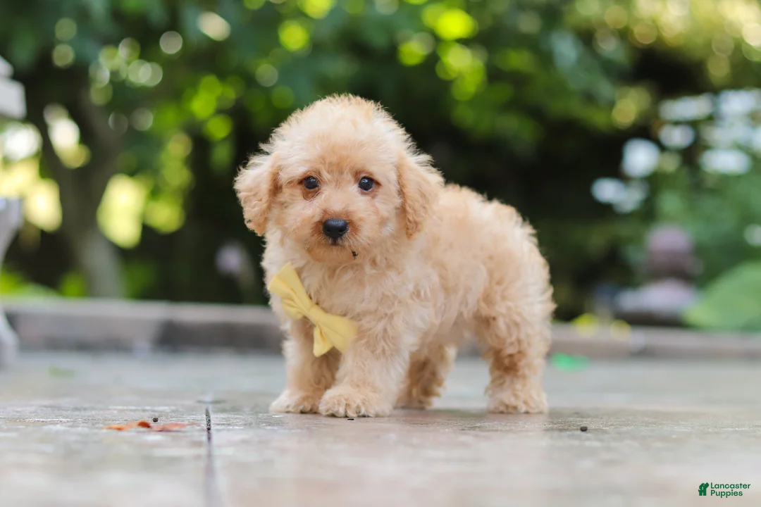 Schnoodle dogs for sale: Scout - Ad 2