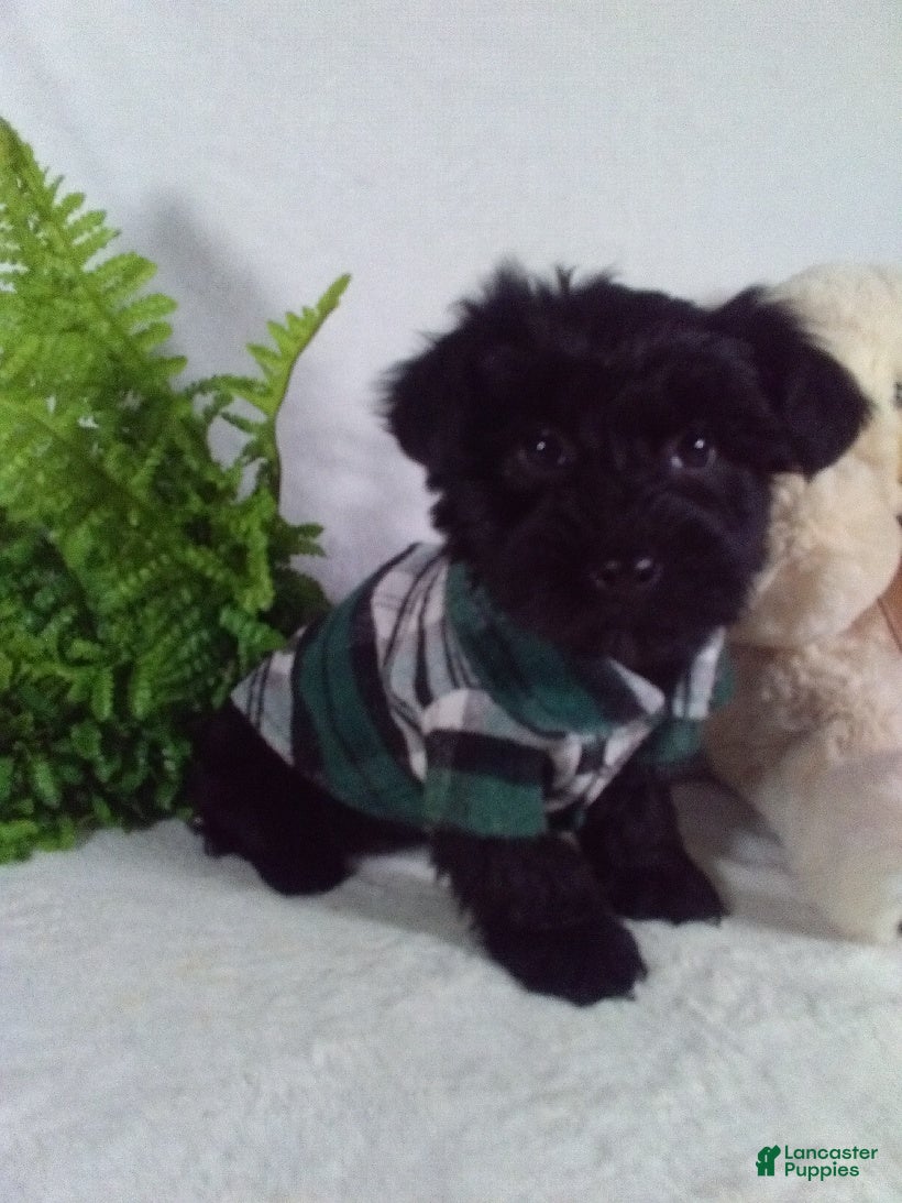 Yorkiepoo dogs Gunner - Ad 1