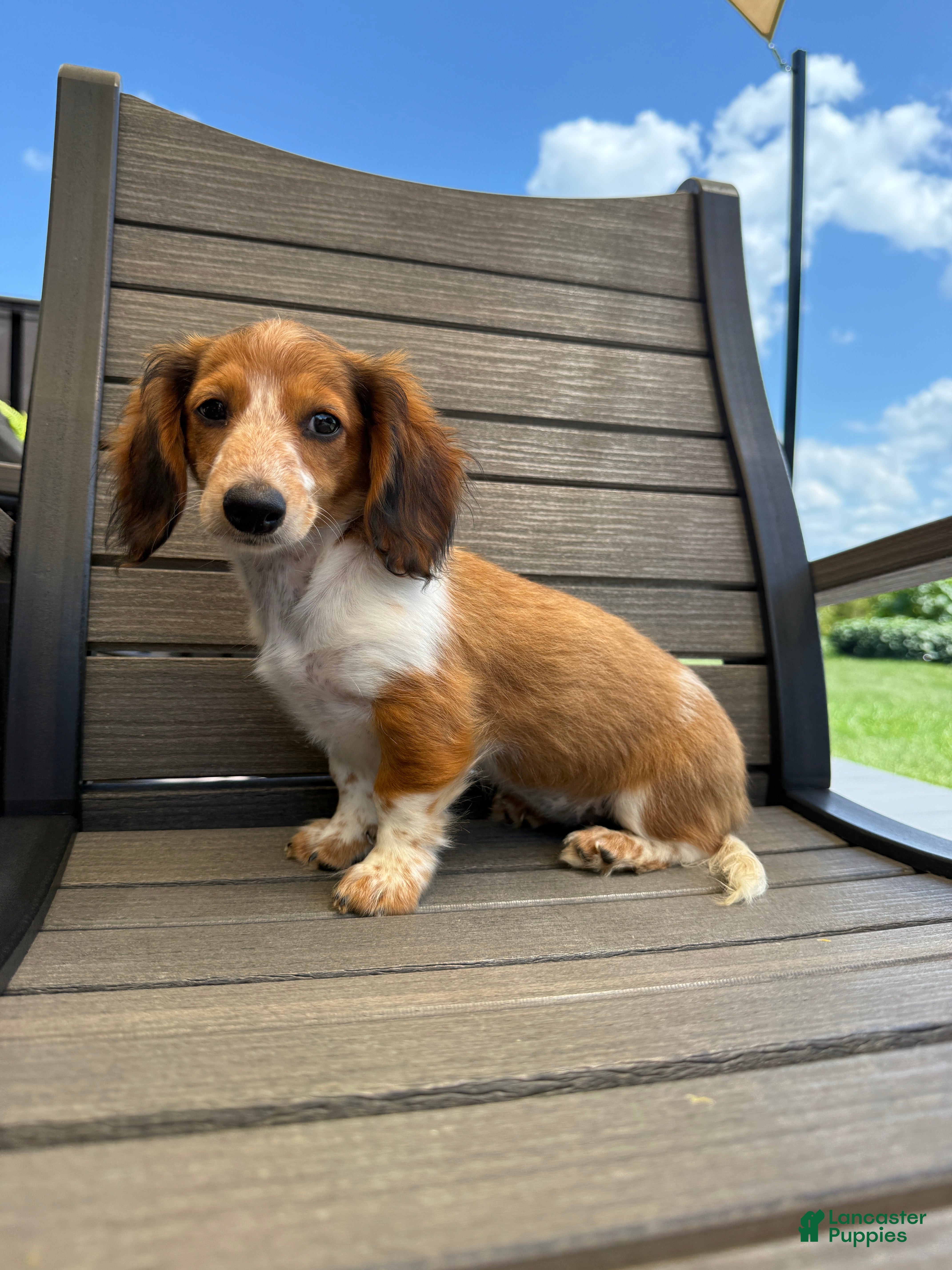 Miniature Dachshund dogs Dixie new pictures - Ad 2