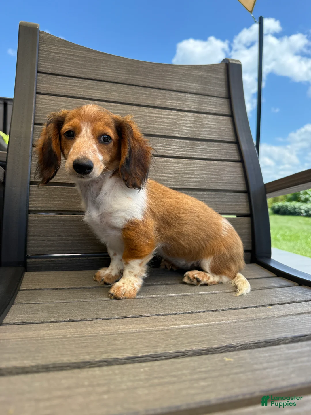 Miniature Dachshund dogs for sale: Dixie new pictures - Ad 2