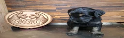 Giant Schnauzer dogs for sale: Colè - Ad 4