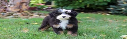 Mini Bernedoodle dogs for sale: Claire - Ad 4