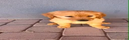 Golden Retriever dogs for sale: Golden Retriever 1 - Ad 2