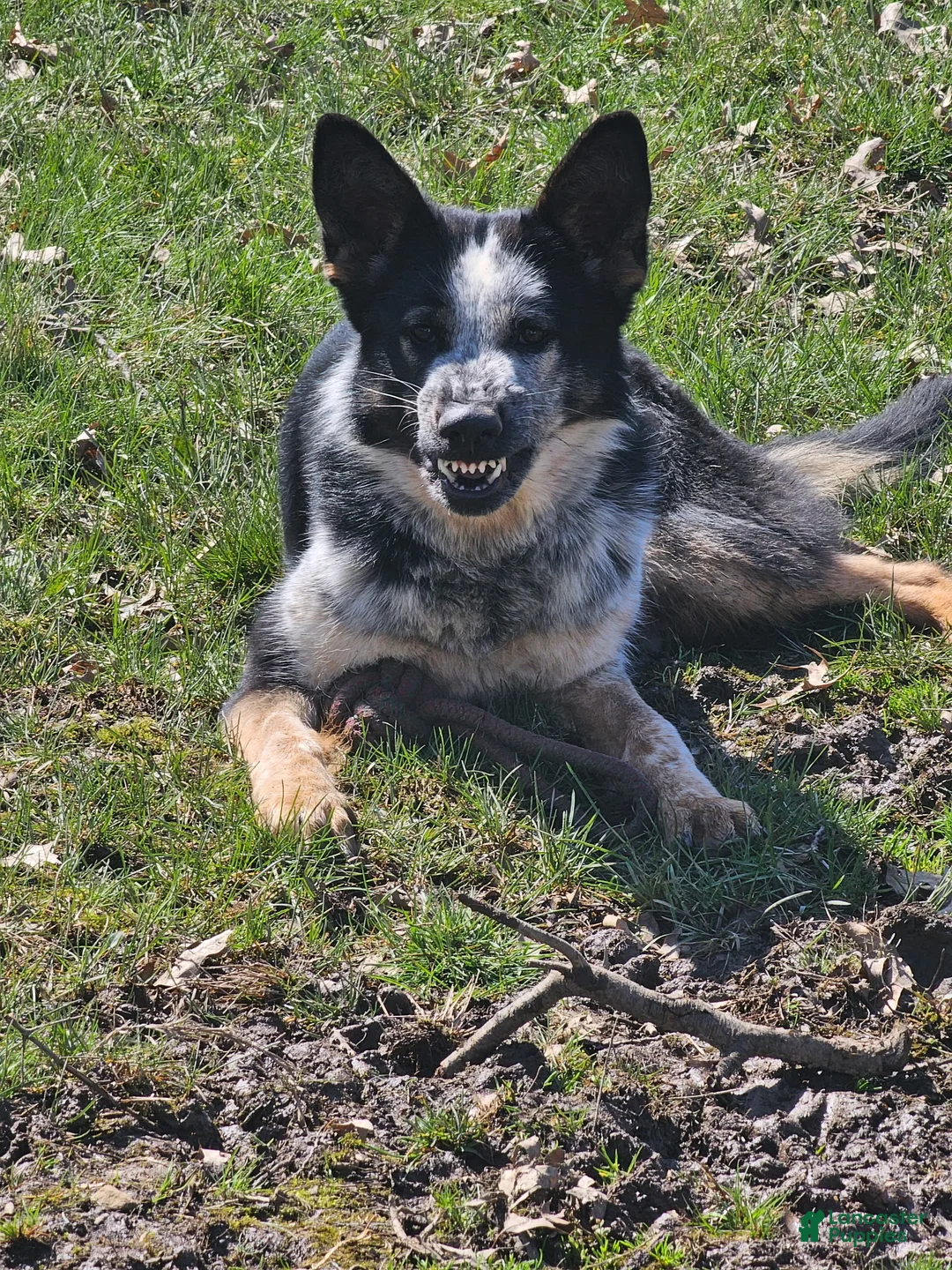 German Shepherd dogs for stud: Pandora - Ad 2