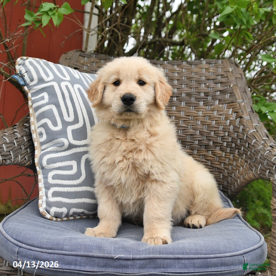 Golden Retriever dogs Mike - Ad 1