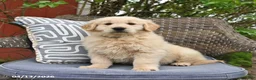 Golden Retriever dogs for sale: Mike - Ad 1