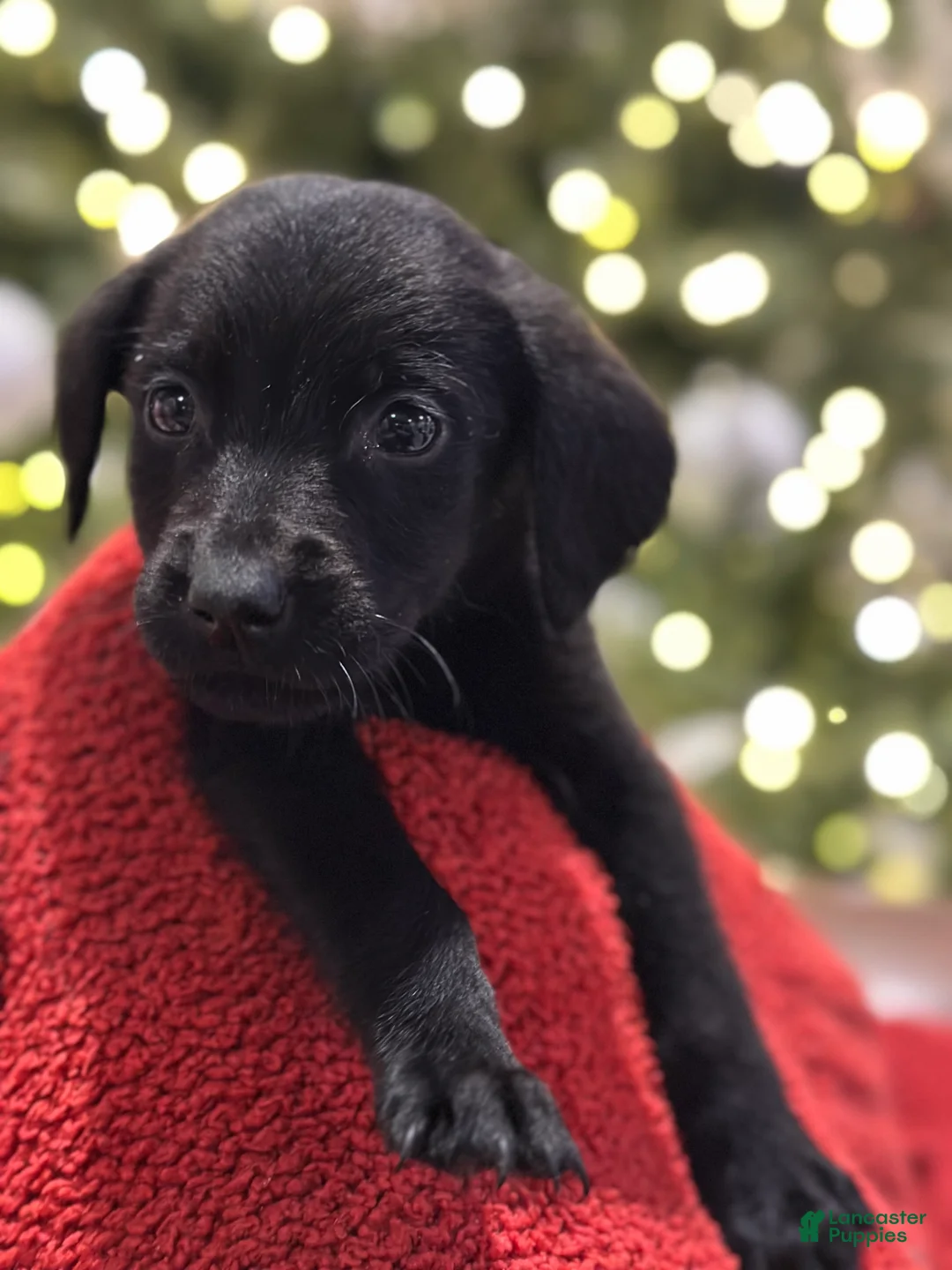 Mixed Breed dogs for sale: Mixed Breed Puppy 1 - Ad 6