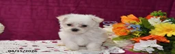 Maltese dogs for sale: Ollie - Ad 4