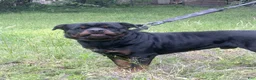 Rottweiler dogs for sale: Red collar boy - Ad 11
