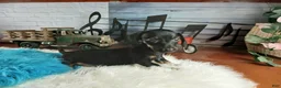Miniature Dachshund dogs for sale: Suzies black and tan boy. Hand Delivery  - Ad 2