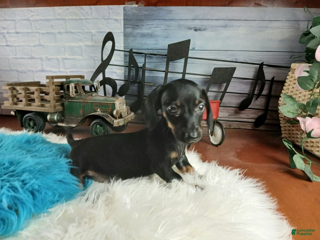 Miniature Dachshund dogs for sale: Suzies black and tan boy. Hand Delivery  - Ad 2