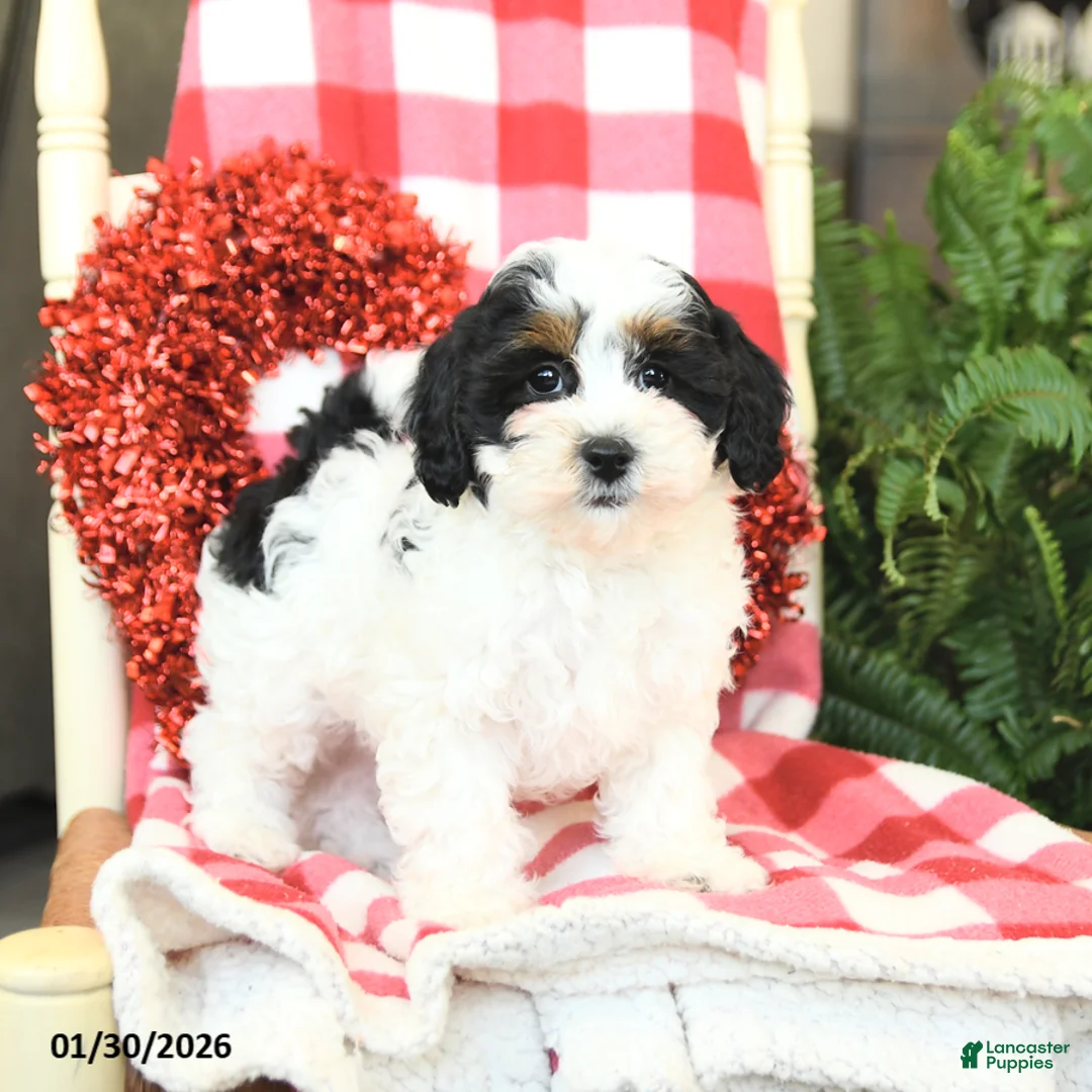 Havapoo dogs for sale: Patches - Ad 5