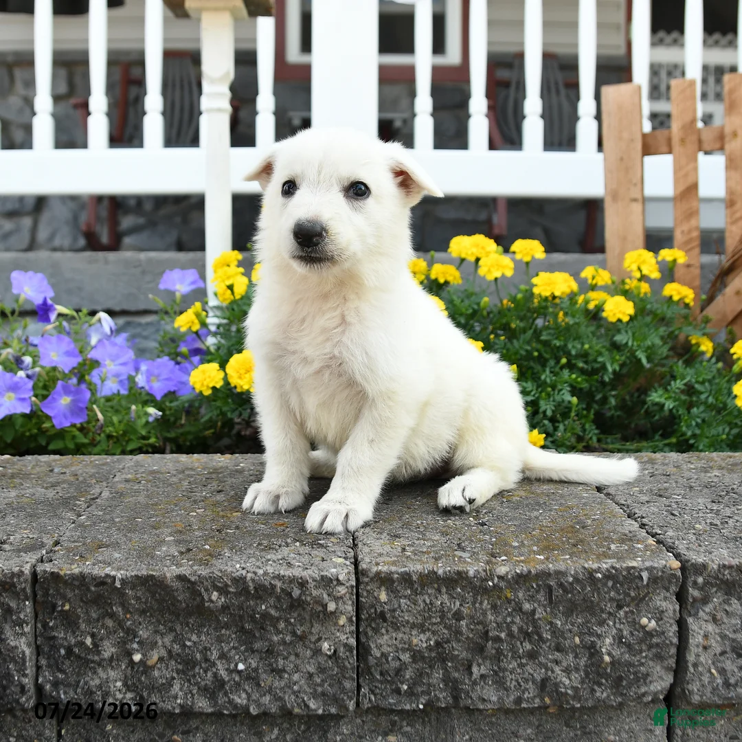 German Shepherd dogs for sale: Kayla - Ad 1