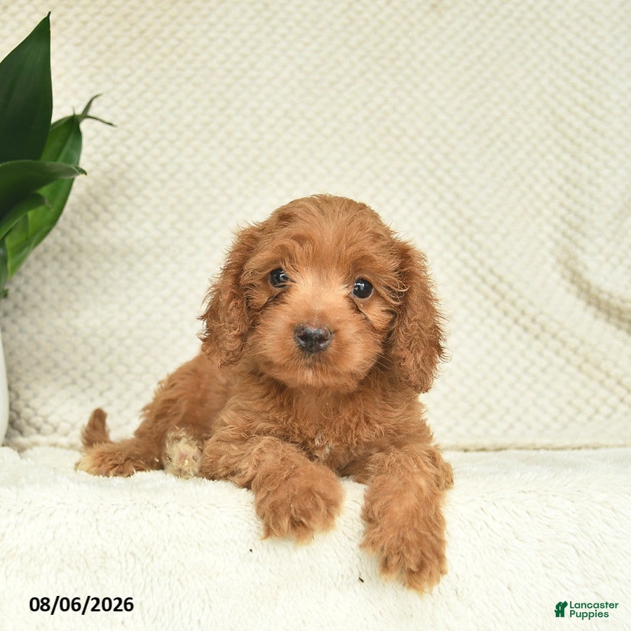 Cavapoo dogs Rocket  - Ad 2