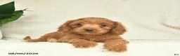 Cavapoo dogs for sale: Rocket  - Ad 2