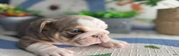 English Bulldog dogs for sale: Moose - Ad 7