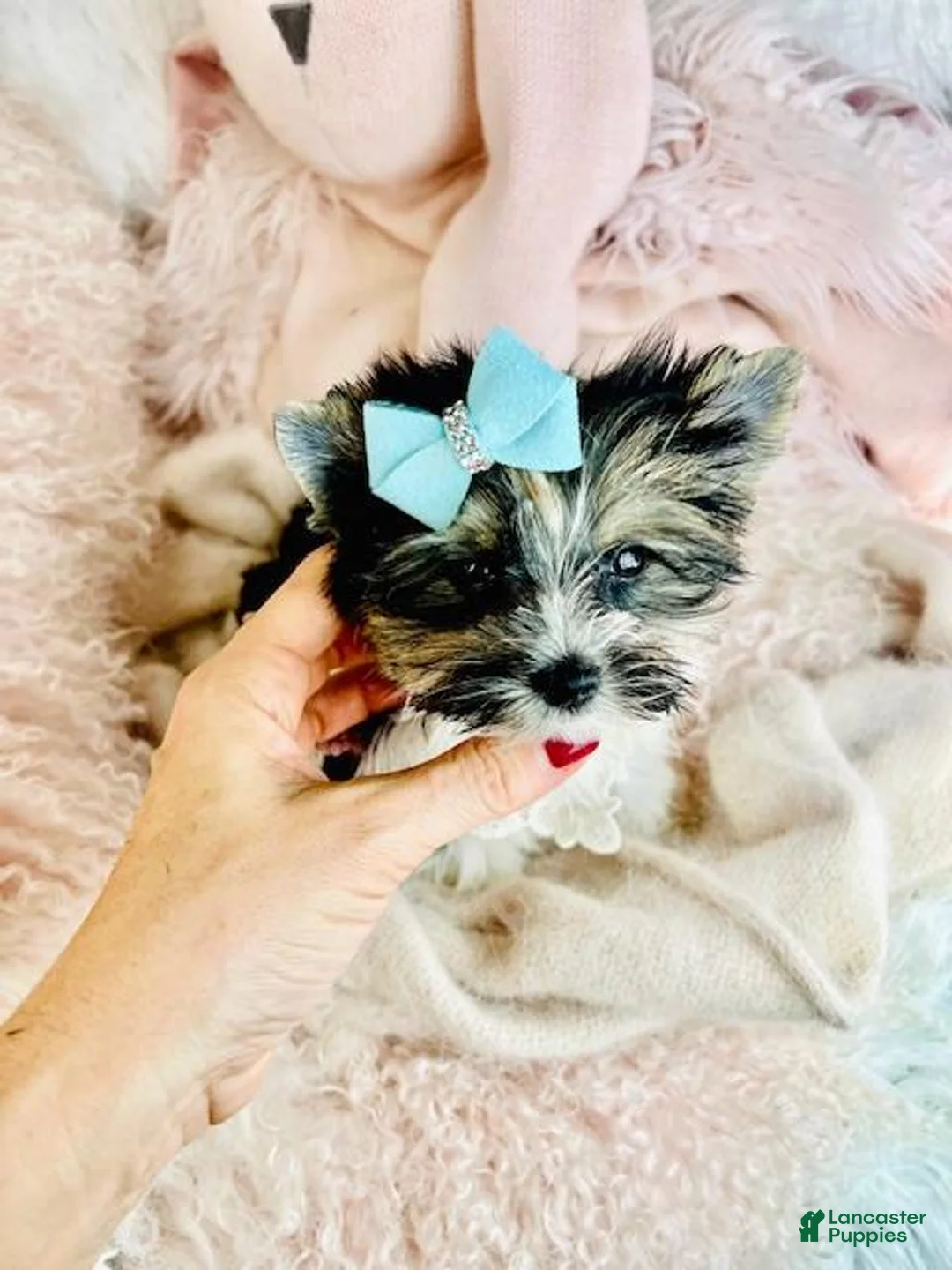 Yorkshire Terrier dogs for sale: Yorkshire Terrier Puppy 1 - Ad 5