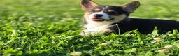 Welsh Corgi Pembroke dogs for sale: Cocoa - Ad 1