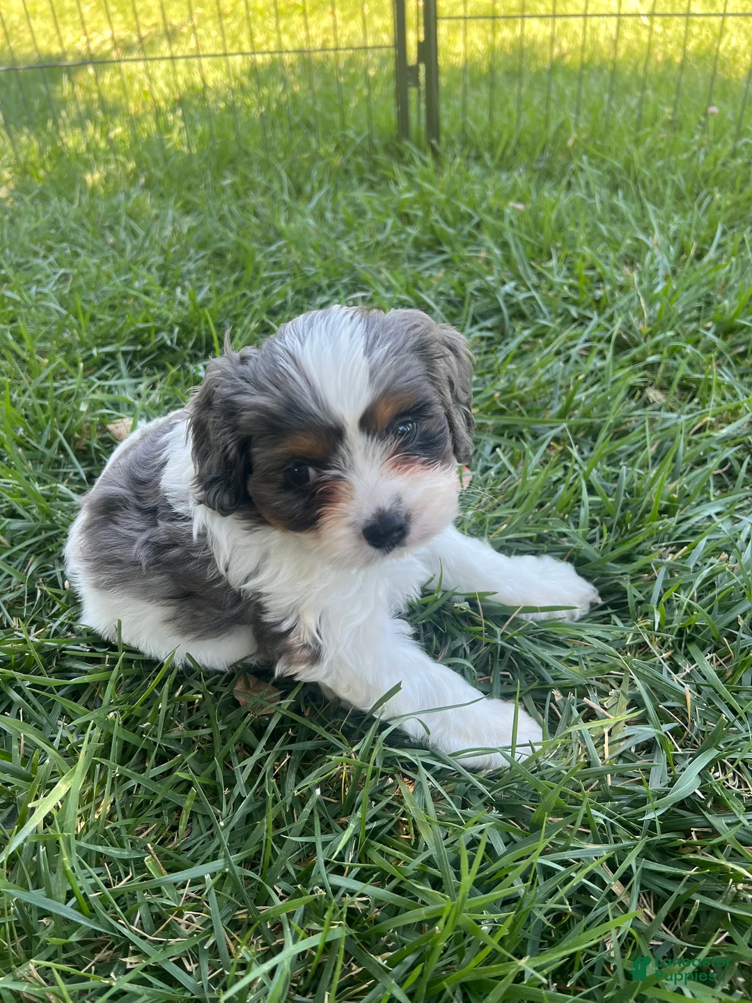 Mixed Breed dogs for sale: Blue Munchkin Bernedoodle  - Ad 2