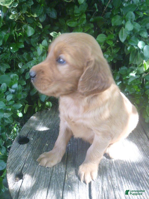 Mixed Breed dogs Tillie - Ad 2