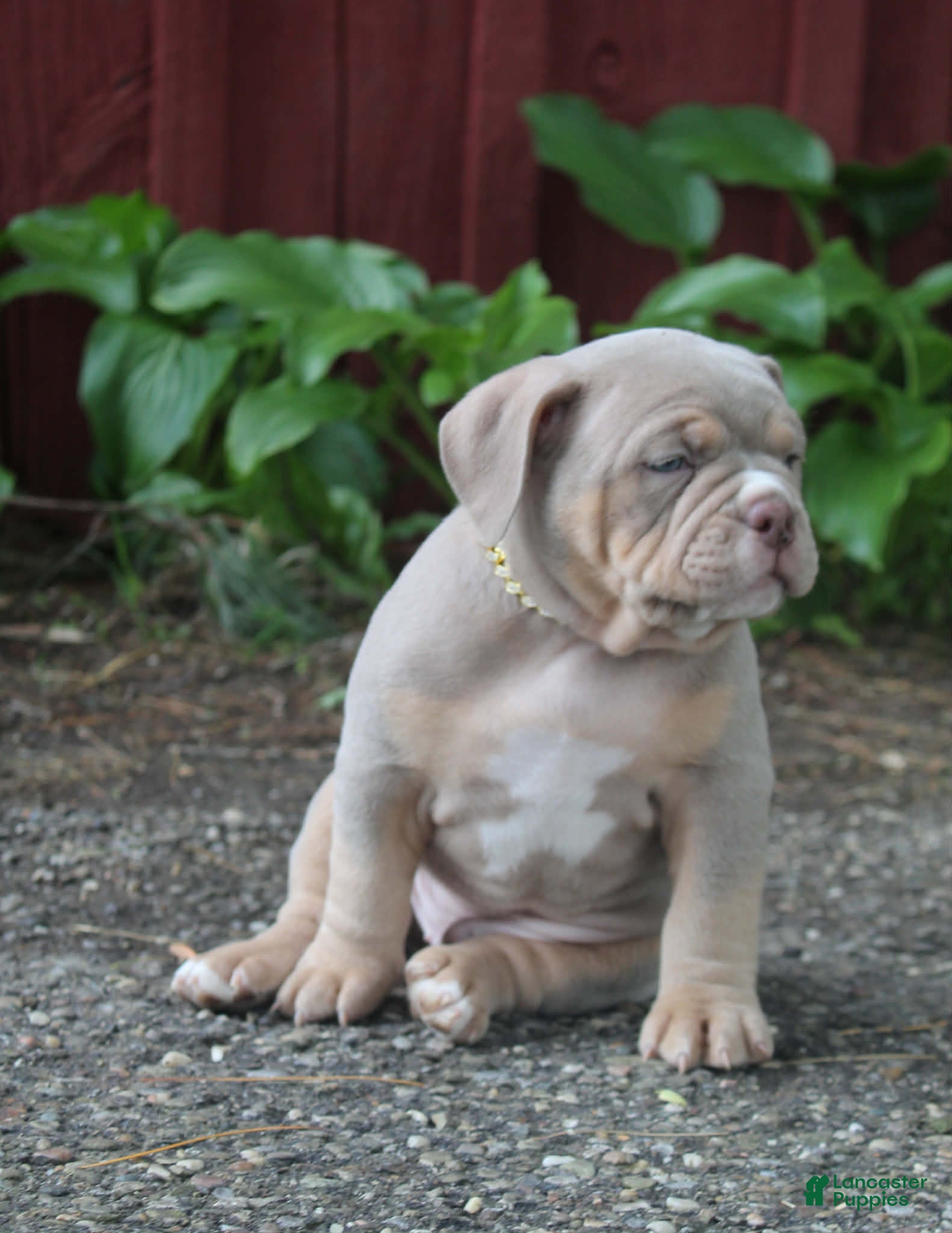 American Bully dogs Hulk - Ad 42