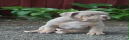 American Bully dogs for sale: Hulk - Ad 1