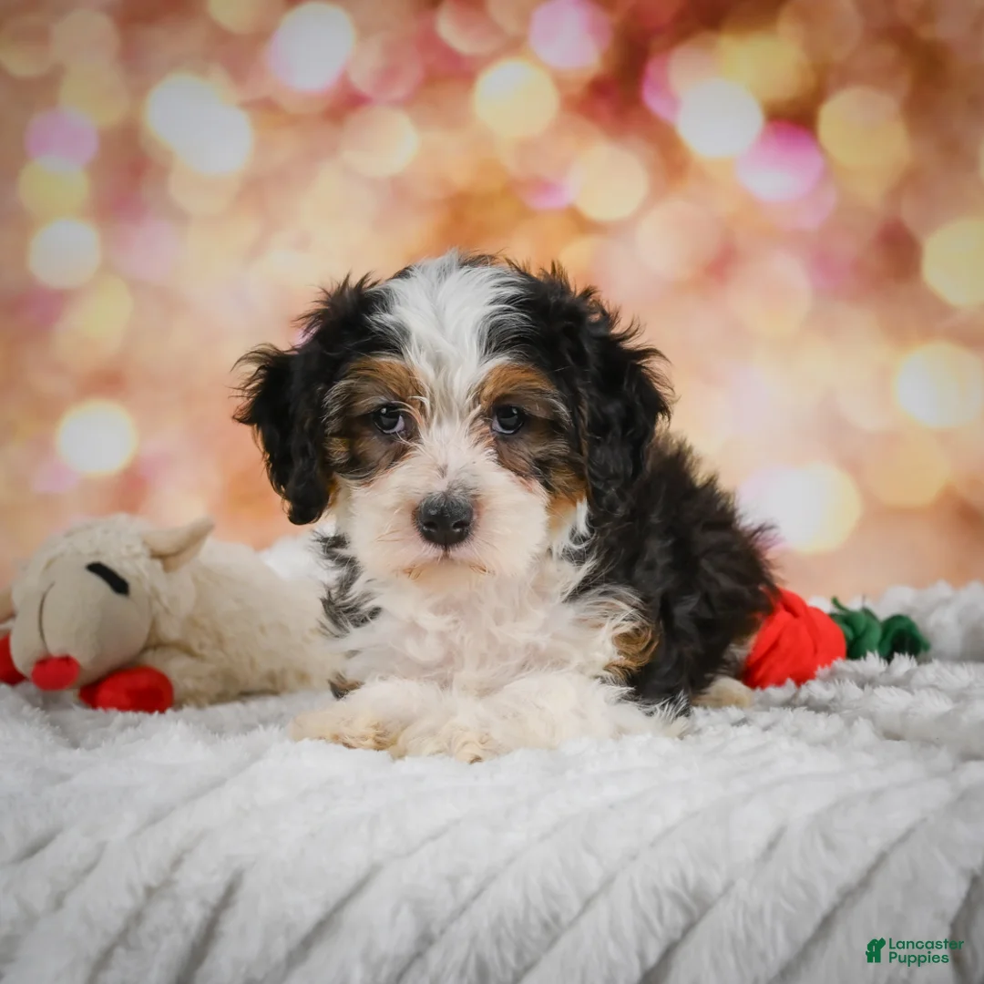 Mini Bernedoodle dogs for sale: Molly - Ad 2