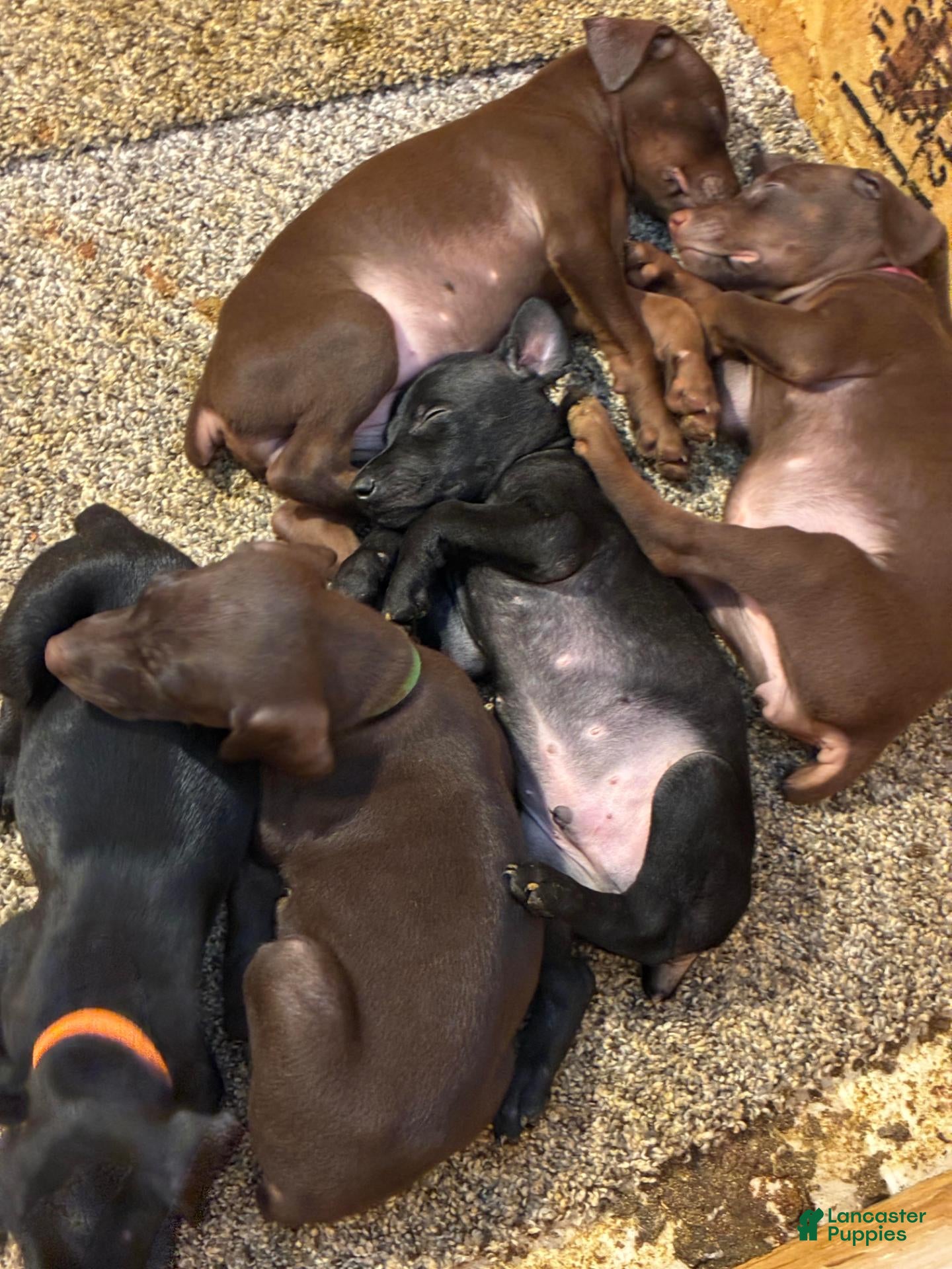 Doberman Pinscher dogs Coal - Ad 2