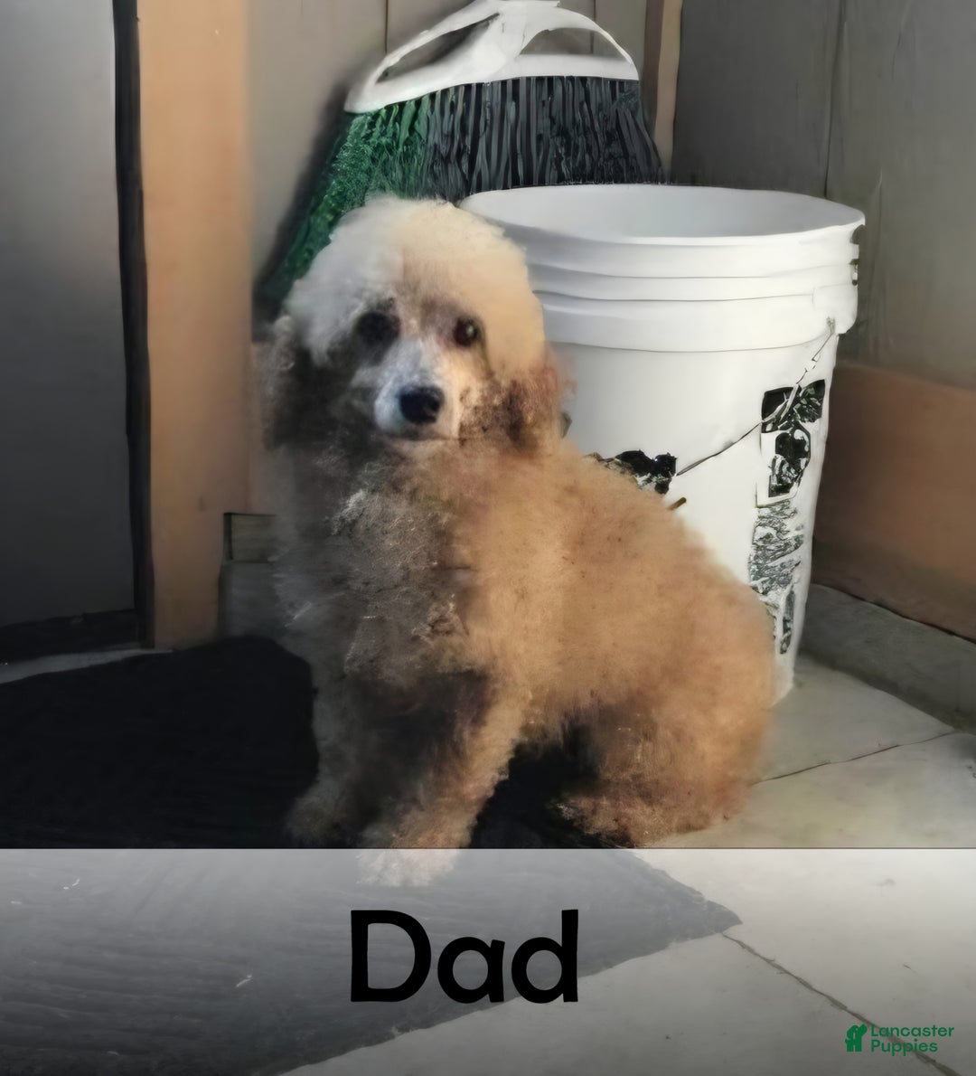 Goldendoodle dogs for sale: Snowflake  - Ad 17