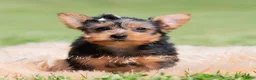 Yorkshire Terrier dogs for sale: Jackson - Ad 3