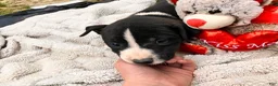 American Pit Bull Terrier dogs for sale: American Pit Bull Terrier 3 - Ad 2