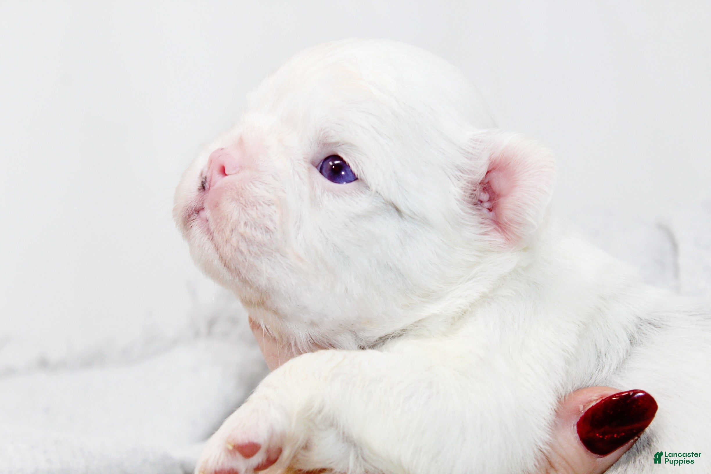 French Bulldog dogs Kamilla-Full Fluffy Choc & Tan Koi w Testable - Ad 22