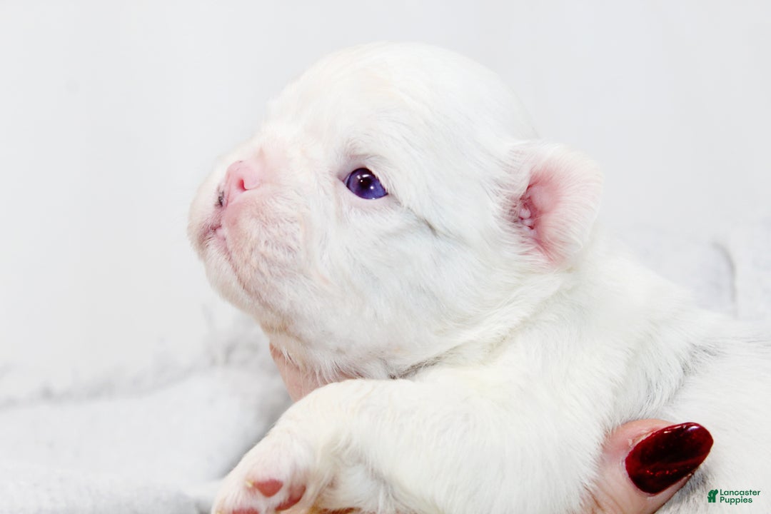 French Bulldog dogs for sale: Kamilla-Full Fluffy Choc & Tan Koi w Testable - Ad 1