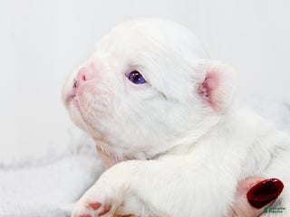 French Bulldog dogs Kamilla-Full Fluffy Choc & Tan Koi w Testable - Ad 24