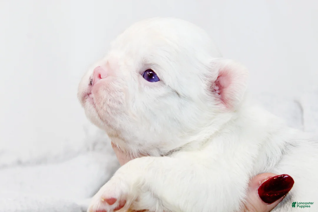 French Bulldog dogs for sale: Kamilla-Full Fluffy Choc & Tan Koi w Testable - Ad 6