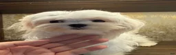 Maltese dogs for sale: Maltese 1 - Ad 8